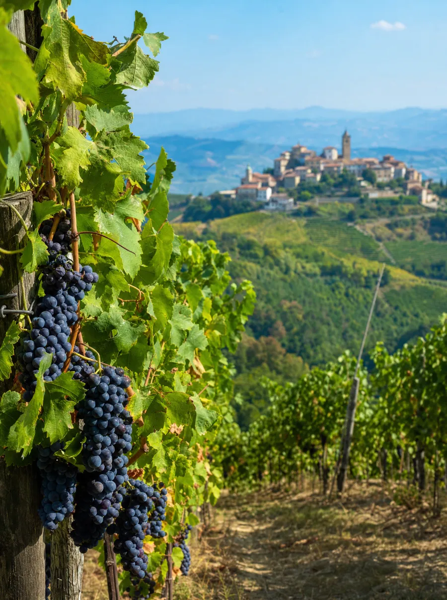 Vinhedos do Piemonte com uvas nebbiolo em primeiro plano